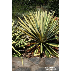 Yucca herbe a soie Color Guard 65cm de Plantes Silence ça pousse dans Plantes à petits fruits (kiwi, myrtilles, groseilles, c...