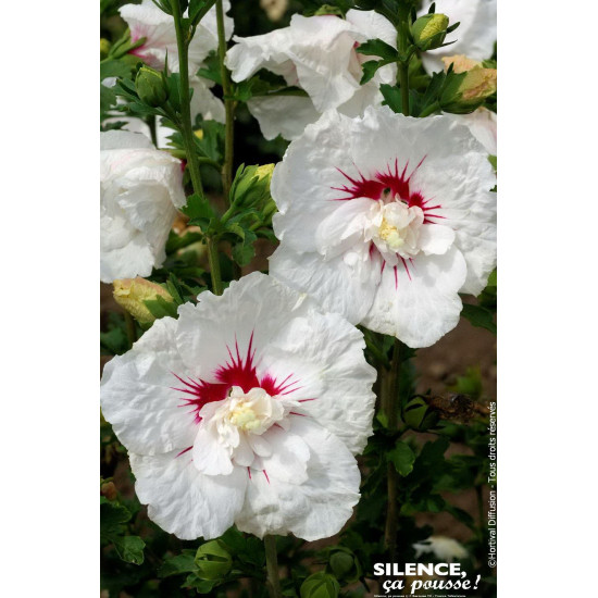 HIBISCUS SY,FRENCH POINT C4,5 TF/BU de Plantes Silence ça pousse dans Arbustes caducs en livraison