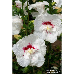 HIBISCUS SY,FRENCH POINT C4,5 TF/BU de Plantes Silence ça pousse dans Arbustes caducs en livraison