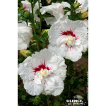 HIBISCUS SY,FRENCH POINT C4,5 TF/BU de Plantes Silence ça pousse dans Arbustes caducs en livraison