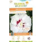 HIBISCUS SY,FRENCH POINT C4,5 TF/BU de Plantes Silence ça pousse dans Arbustes caducs en livraison