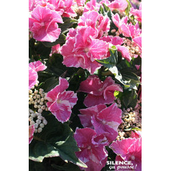 Hortensia SO LONG STARLIT ROSE 80cm de Plantes Silence ça pousse dans Plantes à petits fruits (kiwi, myrtilles, groseilles, c...