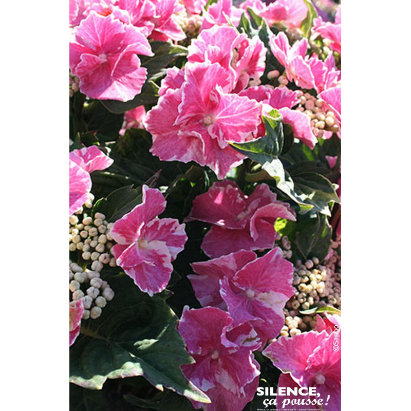 Hortensia SO LONG STARLIT ROSE 80cm de Plantes Silence ça pousse dans Plantes à petits fruits (kiwi, myrtilles, groseilles, c...