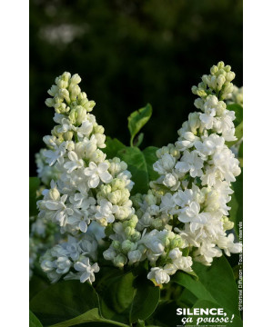 Lilas commun DENTELLE DANJOU 140cm de Plantes Silence ça pousse dans Arbustes caducs en livraison