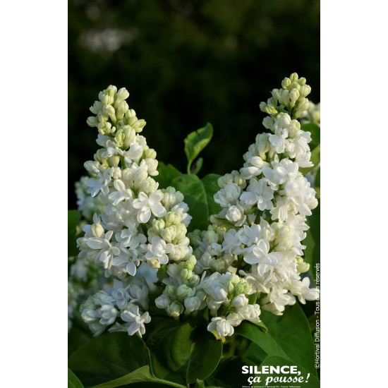 Lilas commun DENTELLE DANJOU 140cm de Plantes Silence ça pousse dans Arbustes caducs en livraison