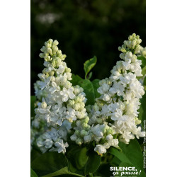Lilas commun DENTELLE DANJOU 140cm de Plantes Silence ça pousse dans Arbustes caducs en livraison