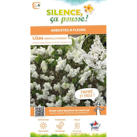 Lilas commun DENTELLE DANJOU 140cm de Plantes Silence ça pousse dans Arbustes caducs en livraison