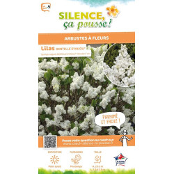 Lilas commun DENTELLE DANJOU 140cm de Plantes Silence ça pousse dans Arbustes caducs en livraison