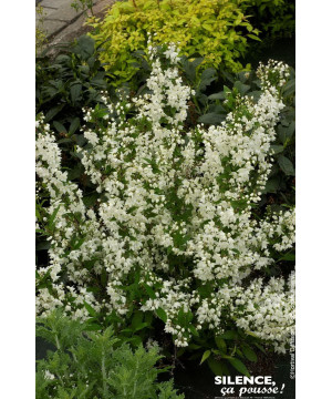Deutzia menu 50cm Silence ca pousse de Plantes Silence ça pousse dans Arbustes caducs en livraison