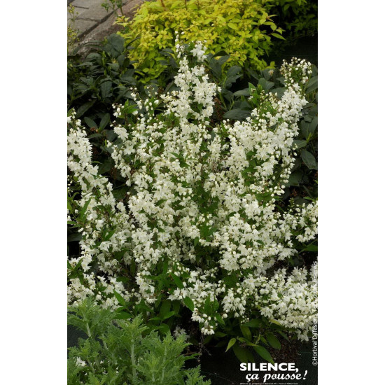 Deutzia menu 50cm Silence ca pousse de Plantes Silence ça pousse dans Arbustes caducs en livraison