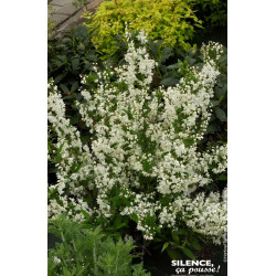 Deutzia menu 50cm Silence ca pousse de Plantes Silence ça pousse dans Arbustes caducs en livraison