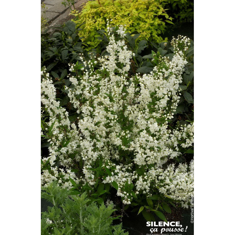 Deutzia menu 50cm Silence ca pousse de Plantes Silence ça pousse dans Arbustes caducs en livraison