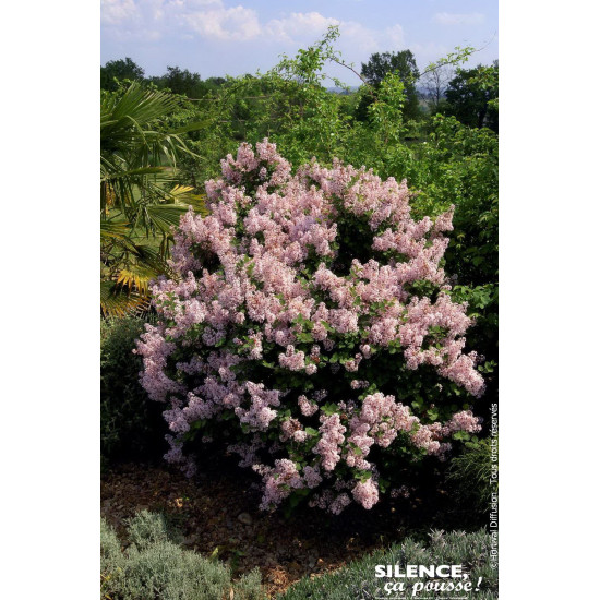 Lilas Josee 120cm Silence ca pousse de Plantes Silence ça pousse dans Arbustes caducs en livraison
