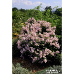 Lilas Josee 120cm Silence ca pousse de Plantes Silence ça pousse dans Arbustes caducs en livraison