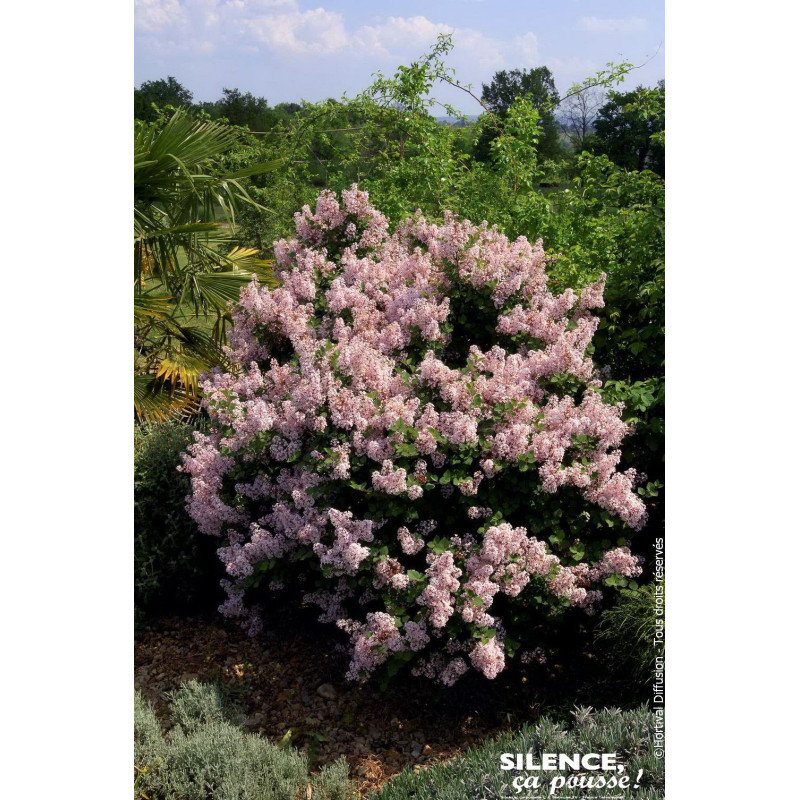 Lilas Josee 120cm Silence ca pousse de Plantes Silence ça pousse dans Arbustes caducs en livraison