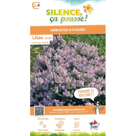 Lilas Josee 120cm Silence ca pousse de Plantes Silence ça pousse dans Arbustes caducs en livraison
