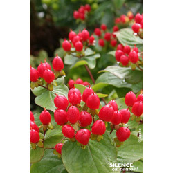 Millepertuis MAGICAL IMPRESSION 80cm de Plantes Silence ça pousse dans Arbustes caducs en livraison