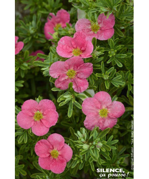 Potentille arbustive BELLISSIMA 50cm de Plantes Silence ça pousse dans Arbustes caducs en livraison