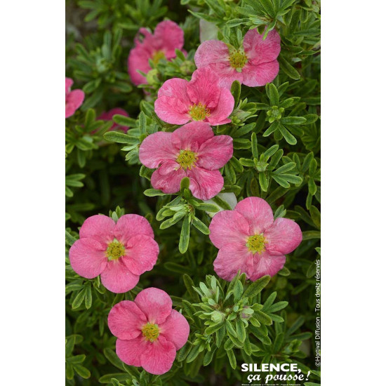 Potentille arbustive BELLISSIMA 50cm de Plantes Silence ça pousse dans Arbustes caducs en livraison