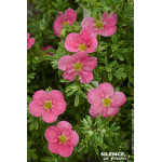 Potentille arbustive BELLISSIMA 50cm de Plantes Silence ça pousse dans Arbustes caducs en livraison