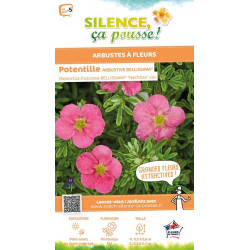 Potentille arbustive BELLISSIMA 50cm de Plantes Silence ça pousse dans Arbustes caducs en livraison