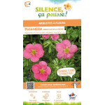 Potentille arbustive BELLISSIMA 50cm de Plantes Silence ça pousse dans Arbustes caducs en livraison