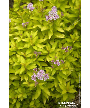 Spiree du Japon ZENSPIRIT GOLD 80cm de Plantes Silence ça pousse dans Arbustes caducs en livraison