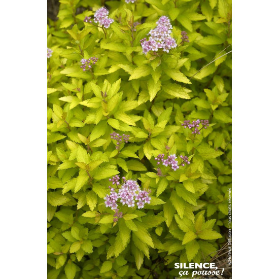 Spiree du Japon ZENSPIRIT GOLD 80cm de Plantes Silence ça pousse dans Arbustes caducs en livraison
