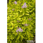 Spiree du Japon ZENSPIRIT GOLD 80cm de Plantes Silence ça pousse dans Arbustes caducs en livraison