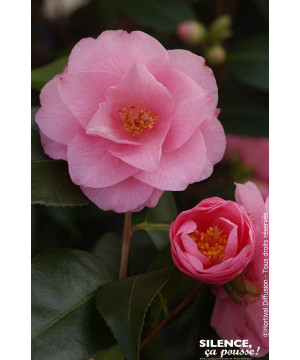 Camelia hybride Spring Festival 80cm de Plantes Silence ça pousse dans Plantes à petits fruits (kiwi, myrtilles, groseilles, ...
