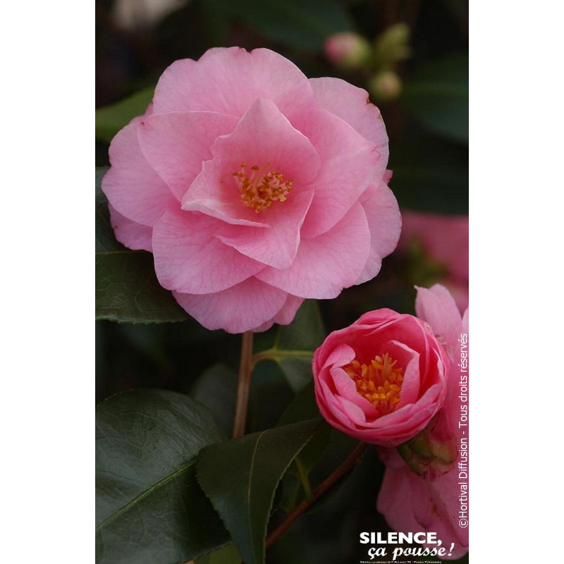 Camelia hybride Spring Festival 80cm de Plantes Silence ça pousse dans Plantes à petits fruits (kiwi, myrtilles, groseilles, ...