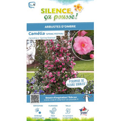Camelia hybride Spring Festival 80cm de Plantes Silence ça pousse dans Plantes à petits fruits (kiwi, myrtilles, groseilles, ...