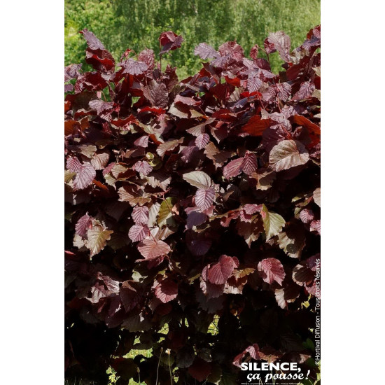 CORYLUS MAX,PURPUREA C4,5 TF/BU de Plantes Silence ça pousse dans Arbustes caducs en livraison