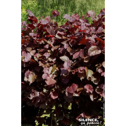CORYLUS MAX,PURPUREA C4,5 TF/BU de Plantes Silence ça pousse dans Arbustes caducs en livraison