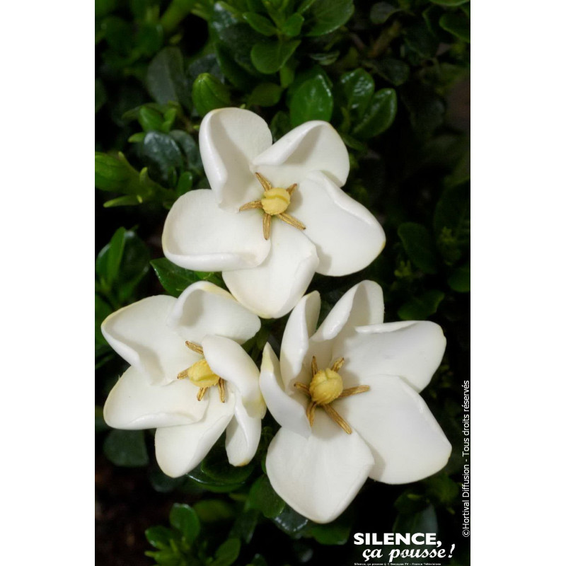 Gardenia rustique Kleims Hardy 50cm de Plantes Silence ça pousse dans Plantes à petits fruits (kiwi, myrtilles, groseilles, c...
