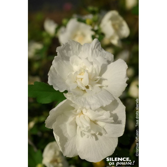 HIBISCUS SY,WHITE CHIFFON C4,5 TF/BU de Plantes Silence ça pousse dans Arbustes caducs en livraison
