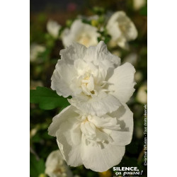 HIBISCUS SY,WHITE CHIFFON C4,5 TF/BU de Plantes Silence ça pousse dans Arbustes caducs en livraison