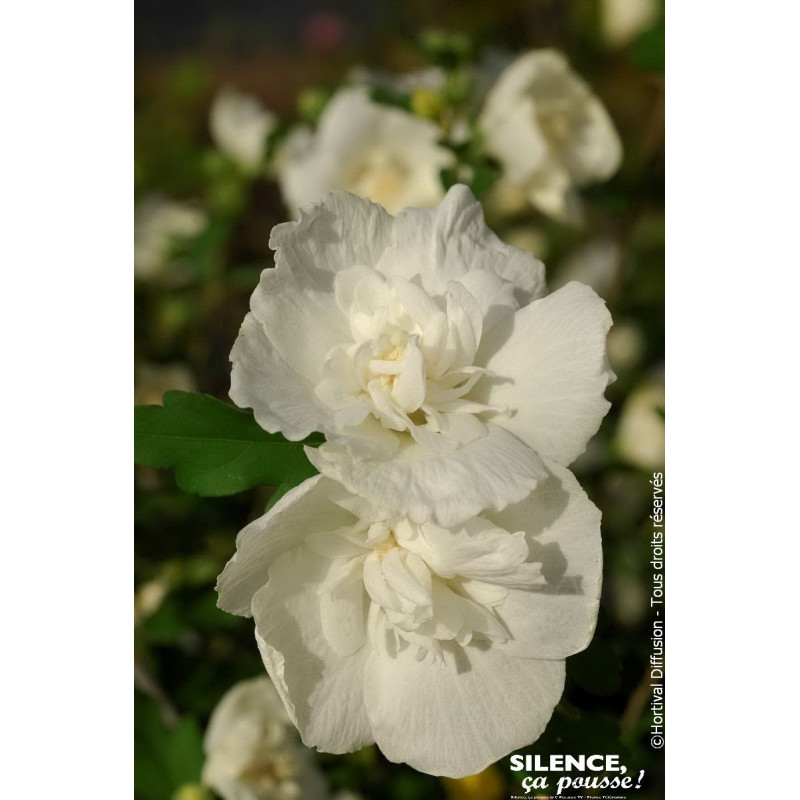 HIBISCUS SY,WHITE CHIFFON C4,5 TF/BU de Plantes Silence ça pousse dans Arbustes caducs en livraison
