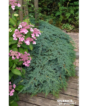 Genevrier ecailleux Blue Carpet 50cm de Plantes Silence ça pousse dans Conifères de rocailles en livraison