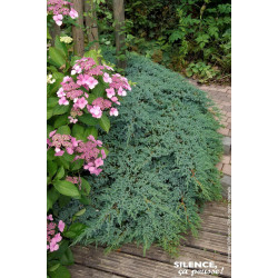 Genevrier ecailleux Blue Carpet 50cm de Plantes Silence ça pousse dans Conifères de rocailles en livraison