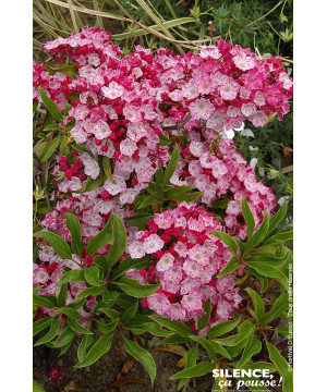 Laurier des montagnes Ostbo red 80cm de Plantes Silence ça pousse dans Plantes à petits fruits (kiwi, myrtilles, groseilles, ...