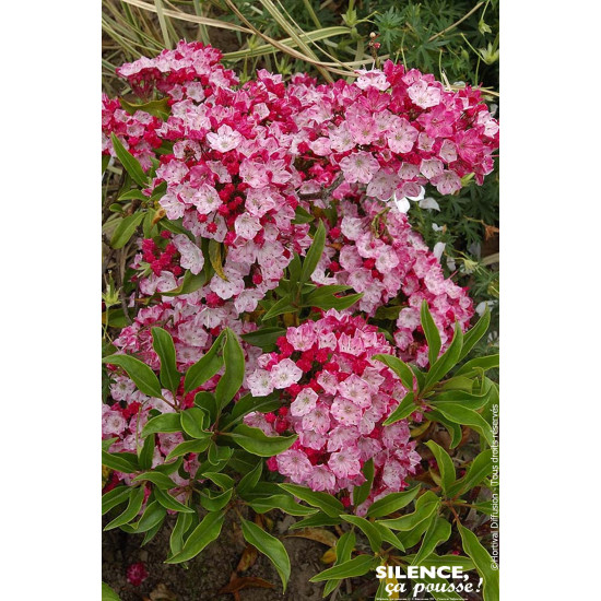 Laurier des montagnes Ostbo red 80cm de Plantes Silence ça pousse dans Plantes à petits fruits (kiwi, myrtilles, groseilles, ...
