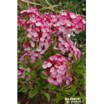 Laurier des montagnes Ostbo red 80cm de Plantes Silence ça pousse dans Plantes à petits fruits (kiwi, myrtilles, groseilles, ...