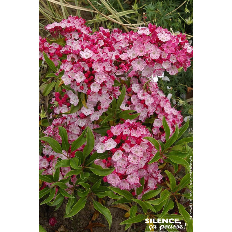 Laurier des montagnes Ostbo red 80cm de Plantes Silence ça pousse dans Plantes à petits fruits (kiwi, myrtilles, groseilles, ...