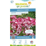 Laurier des montagnes Ostbo red 80cm de Plantes Silence ça pousse dans Plantes à petits fruits (kiwi, myrtilles, groseilles, ...