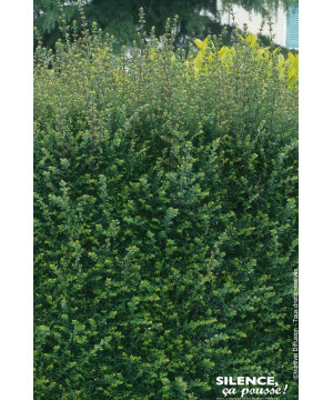 Chevrefeuille arbustif brillant 80cm de Plantes Silence ça pousse dans Arbustes persistants en livraison