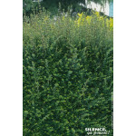Chevrefeuille arbustif brillant 80cm de Plantes Silence ça pousse dans Arbustes persistants en livraison