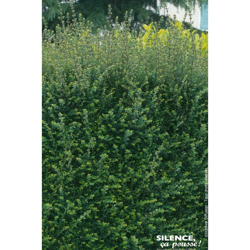 Chevrefeuille arbustif brillant 80cm de Plantes Silence ça pousse dans Arbustes persistants en livraison
