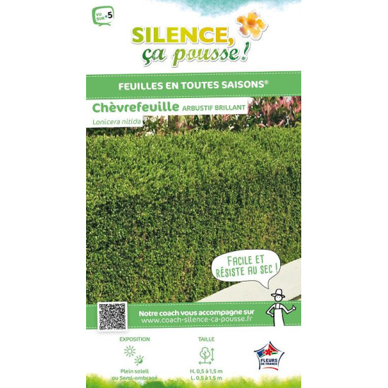 Chevrefeuille arbustif brillant 80cm de Plantes Silence ça pousse dans Arbustes persistants en livraison