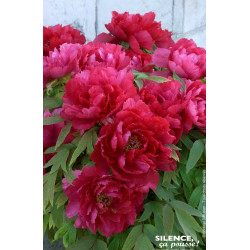 Pivoine arbustive a fleur rouge 65cm de Plantes Silence ça pousse dans Arbustes caducs en livraison